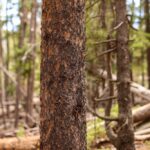 Close,Up,Of,The,Trunk,Of,A,Lodgepole,Pine,Tree