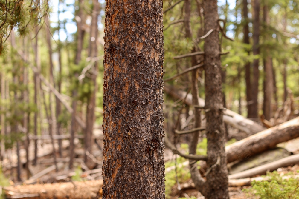 Close,Up,Of,The,Trunk,Of,A,Lodgepole,Pine,Tree