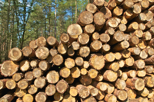 Stack,Of,Coniferous,Wood,In,The,Forest;,Felled,Tree,Trunks