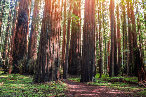 Ancient,Redwood,In,The,Forest.,Sunlight,Through,The,Branches.,A