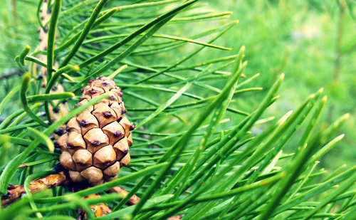 A,Pine,Cone,Growing,On,A,Young,Lodgepole,Pine,Tree.