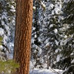 Large,Red,Brown,Trunk,Of,A,Lodgepole,Pine,Tree,In