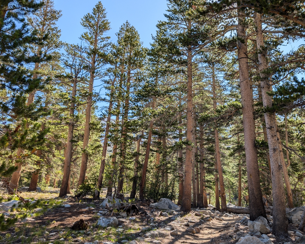 Sierra,Lodgepole,Pine,Forest,In,The,John,Muir,Wilderness,,Inyo