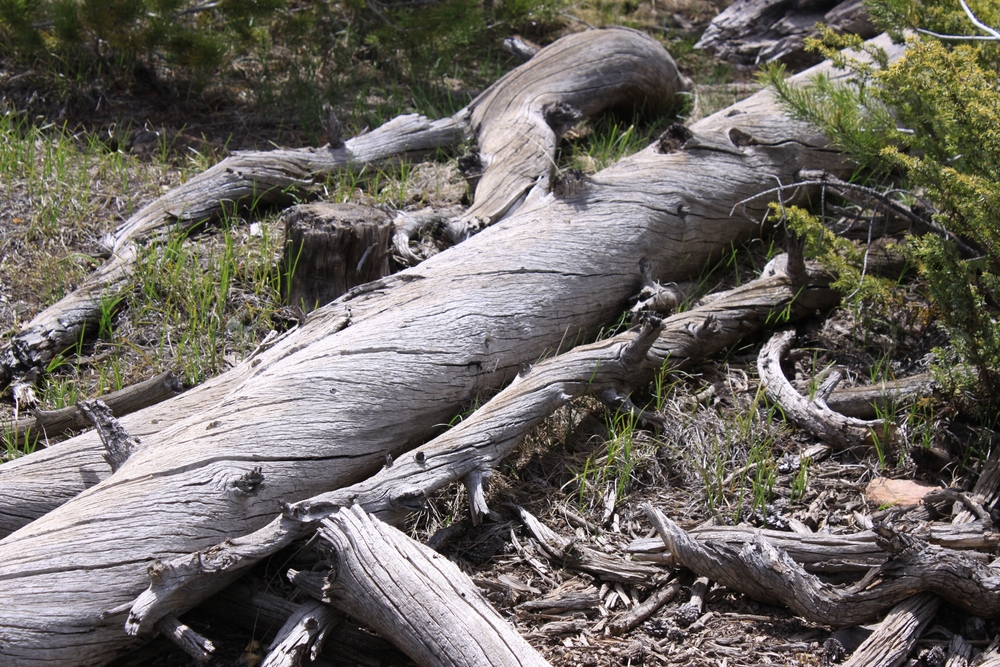 A,Fallen,Lodgepole,Pine,(pinus,Contorta),In,Summit,County,,Colorado,